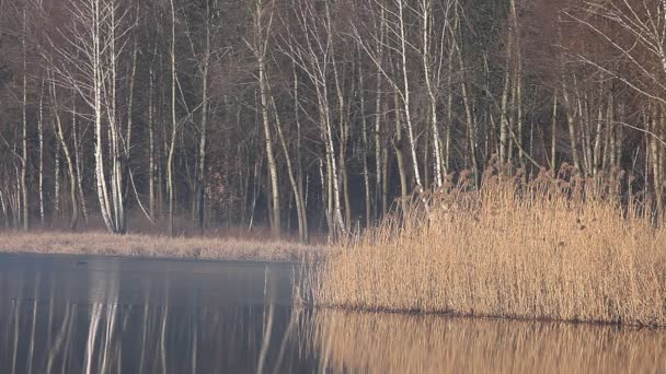 Typisk efterår i Polen . – Stock-video