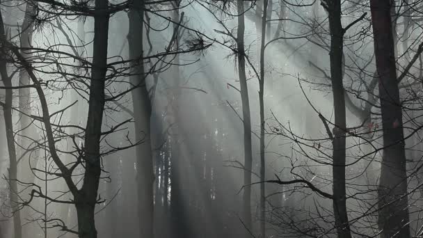 Otoño típico en Polonia . — Vídeo de stock