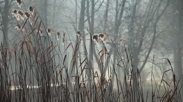 Canna e luce del sole del mattino, Polonia . — Video Stock