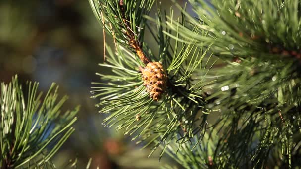 Beautiful sunbeams in pine forest, Poland. — Stock Video