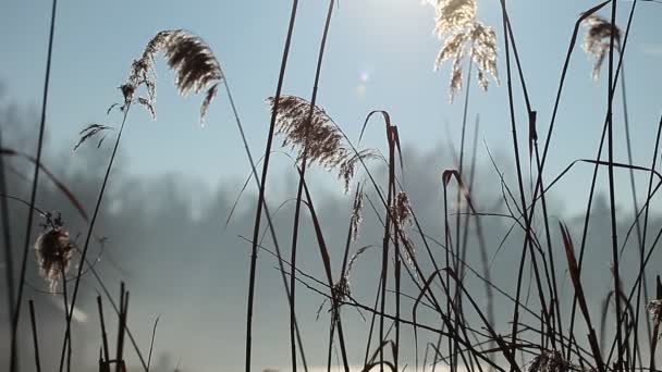 Canna e luce del sole del mattino, Polonia . — Video Stock