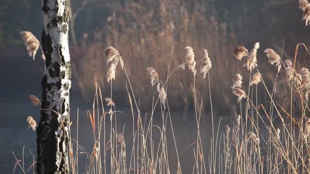 Canna e luce del sole del mattino, Polonia . — Video Stock