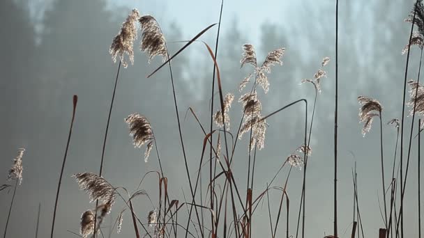 Canna e luce del sole del mattino, Polonia . — Video Stock