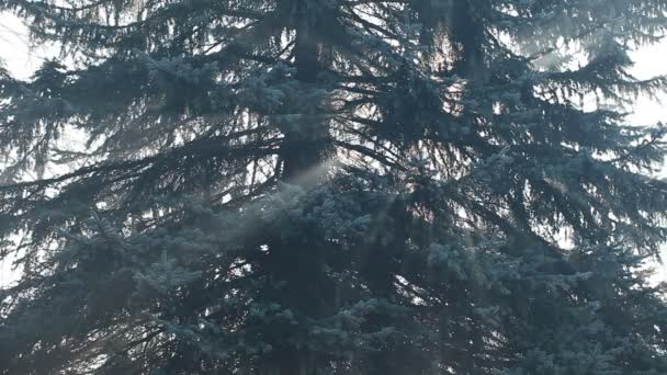 松の森、ポーランドで美しい太陽光線. — ストック動画