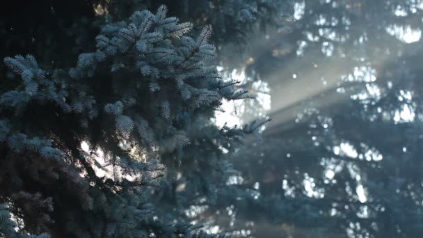 Красиві сонячні промені у сосновому лісі, Польща. — стокове відео