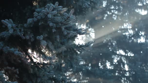 Beautiful sunbeams in pine forest, Poland. — Wideo stockowe