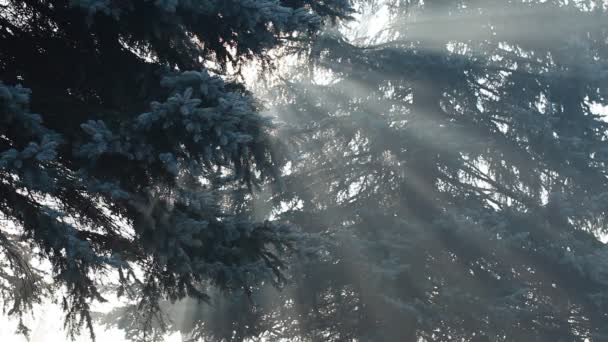 Beautiful sunbeams in pine forest, Poland. — Stock Video