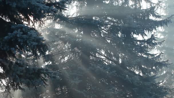 Красиві сонячні промені у сосновому лісі, Польща. — стокове відео