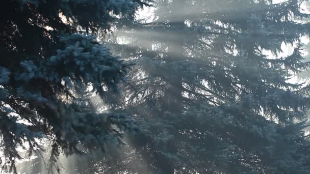 Beautiful sunbeams in pine forest, Poland. — Wideo stockowe