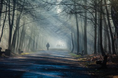 yol ve güneş ışınları güçlü sis ormanda, Polonya.