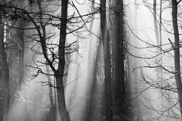 Straße und Sonnenstrahlen bei starkem Nebel im Wald, Polen. — Stockfoto