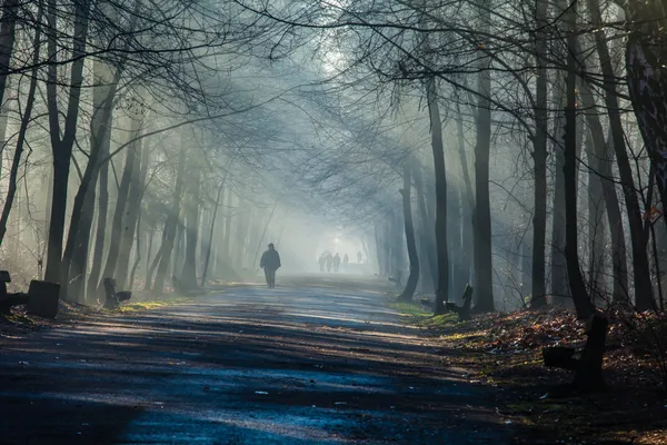 Yol ve güneş ışınları güçlü sis ormanda, Polonya. — Stok fotoğraf