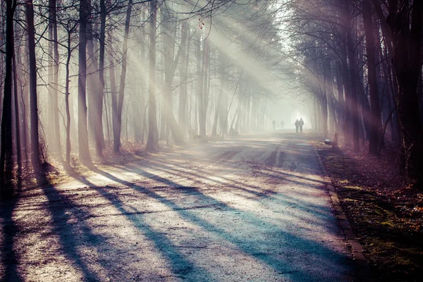 Carretera y rayos de sol en fuerte niebla en el bosque, Polonia . — Foto de Stock