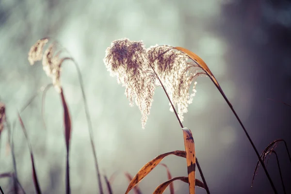 Canne et soleil du matin, Pologne . — Photo