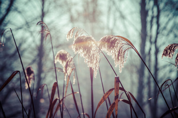 Cane and Morning Sunlight , Poland.