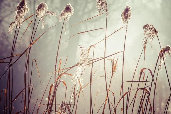 Zuckerrohr und Morgensonne, Polen. — Stockfoto