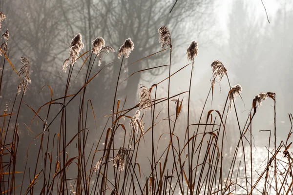 Canne et soleil du matin, Pologne . — Photo