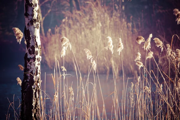 Canne et soleil du matin, Pologne . — Photo