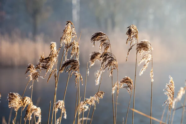 Zuckerrohr und Morgensonne, Polen. — Stockfoto