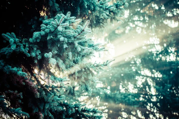 Beautiful sunbeams in pine forest, Poland. — Zdjęcie stockowe