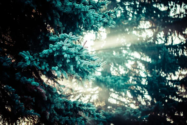 Hermosos rayos de sol en el bosque de pinos, Polonia . — Foto de Stock
