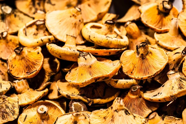 Svamp på ett stativ i den boqueria marknaden, i barcelona, Spanien. — Stockfoto