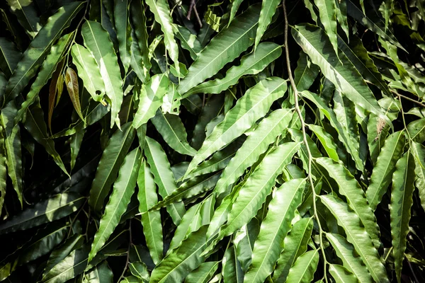 Hojas de eucalipto — Foto de Stock