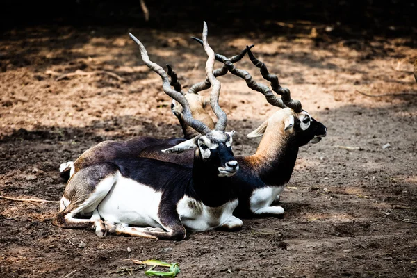 Indická černá antilopa buck — Stock fotografie