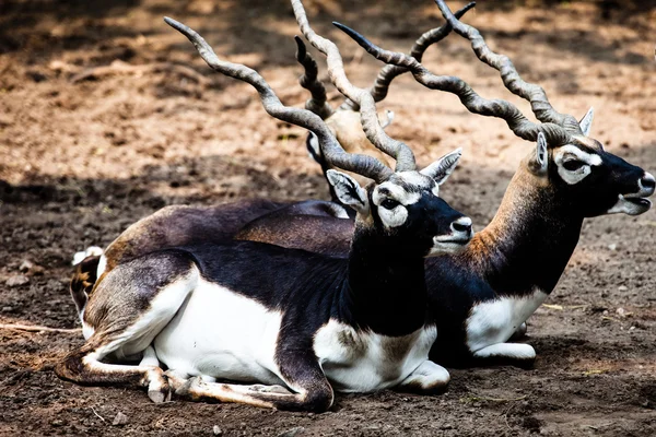 Индийская антилопа Чёрного Бака — стоковое фото