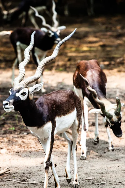 Ινδική μαύρο buck αντιλόπη — Φωτογραφία Αρχείου