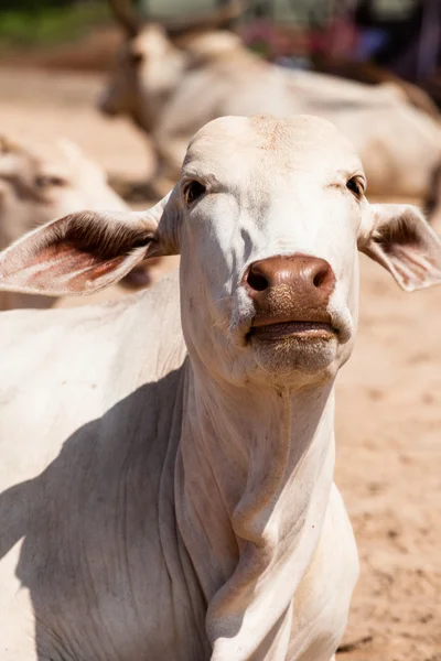 Krávy v pláže goa v Indii — Stock fotografie