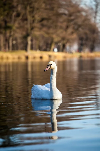 Hattyú, úszás a tóban, a naplemente — Stock Fotó