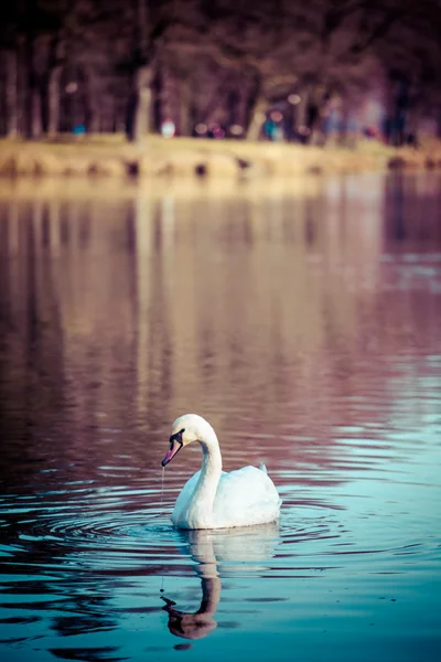 Cigno che nuota nel lago al tramonto — Foto Stock