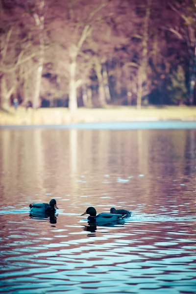 Őszi idő, a park swierklaniec, Lengyelország. — Stock Fotó