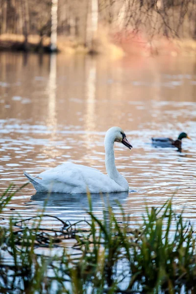 Cisne nadando no lago ao pôr do sol — Fotografia de Stock