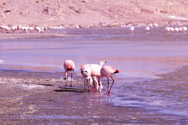Andes, güneyinde Bolivya'nın Gölü flamingolar