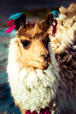Lama üzerinde laguna colorada, Bolivya