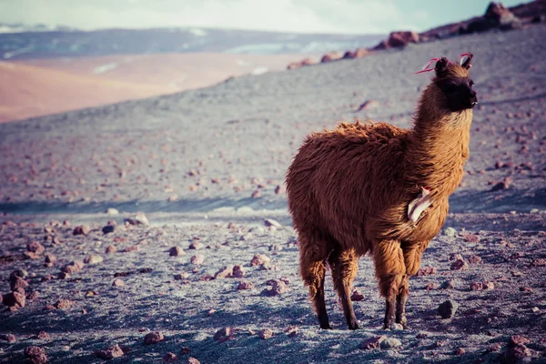 Lama on the Laguna Colorada, Боливия — стоковое фото