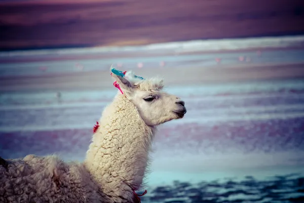 Lamy na laguna colorada, Boliwia — Zdjęcie stockowe