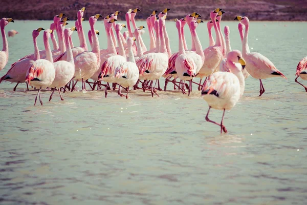A flamingók a tó az Andokban, Bolívia déli részén — Stock Fotó