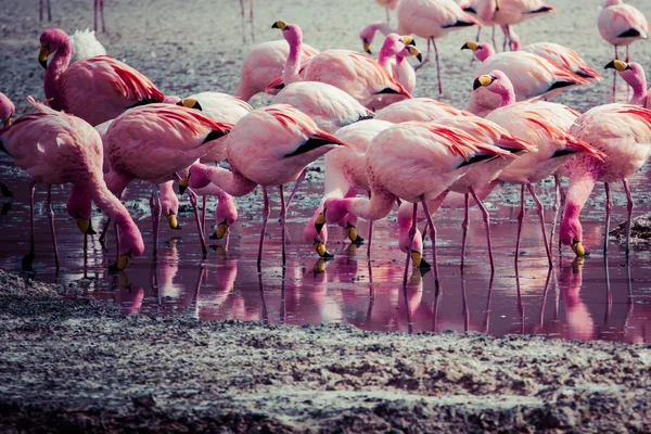 Flamingos on lake in Andes, the southern part of Bolivia — Stock Photo, Image