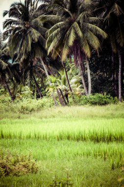 pirinç alan yeşil palmiye ile peyzaj