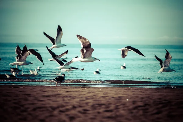 Mewa ptaka morskiego. zbliżenie natury — Zdjęcie stockowe