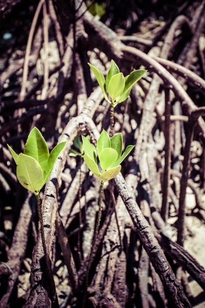 Mangroven in andaman beach, india — Stockfoto