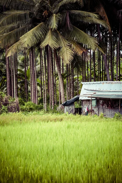 Пейзаж рисового поля с зеленой пальмой — стоковое фото