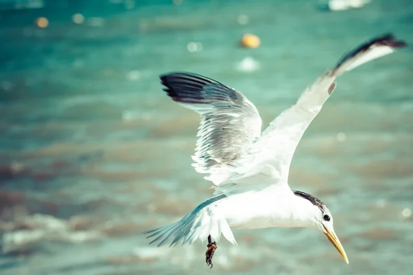 Sea bird seagull. nature closeup — Stock Photo, Image