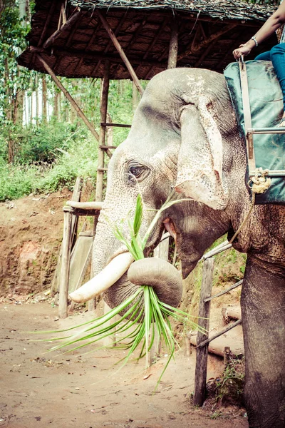 Elefante de cerca —  Fotos de Stock