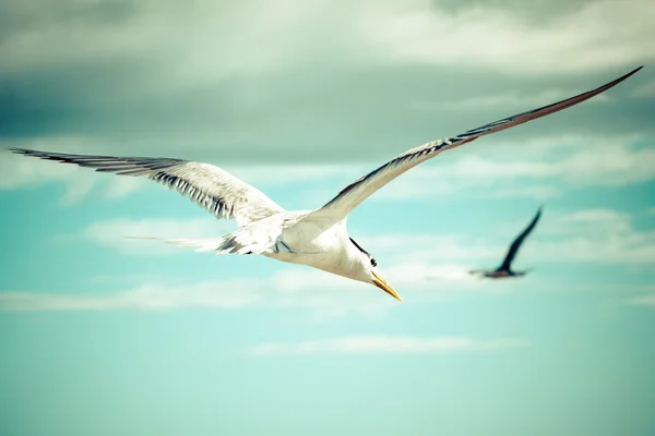 海鸟海鸥。自然特写 — 图库照片