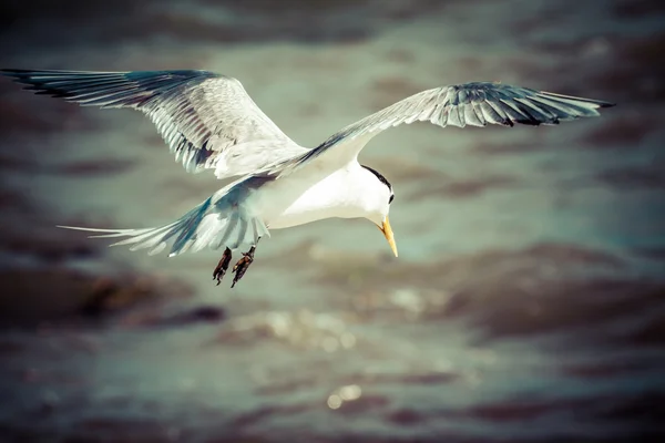 Mouette d'oiseau de mer. nature gros plan — Photo