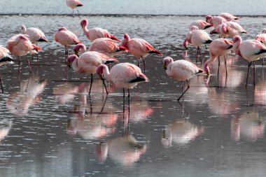 Andes, güneyinde Bolivya'nın Gölü flamingolar